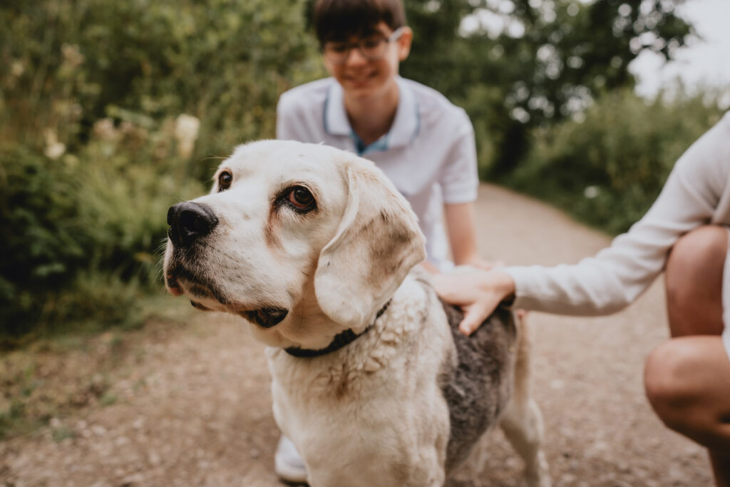 dog being fussed