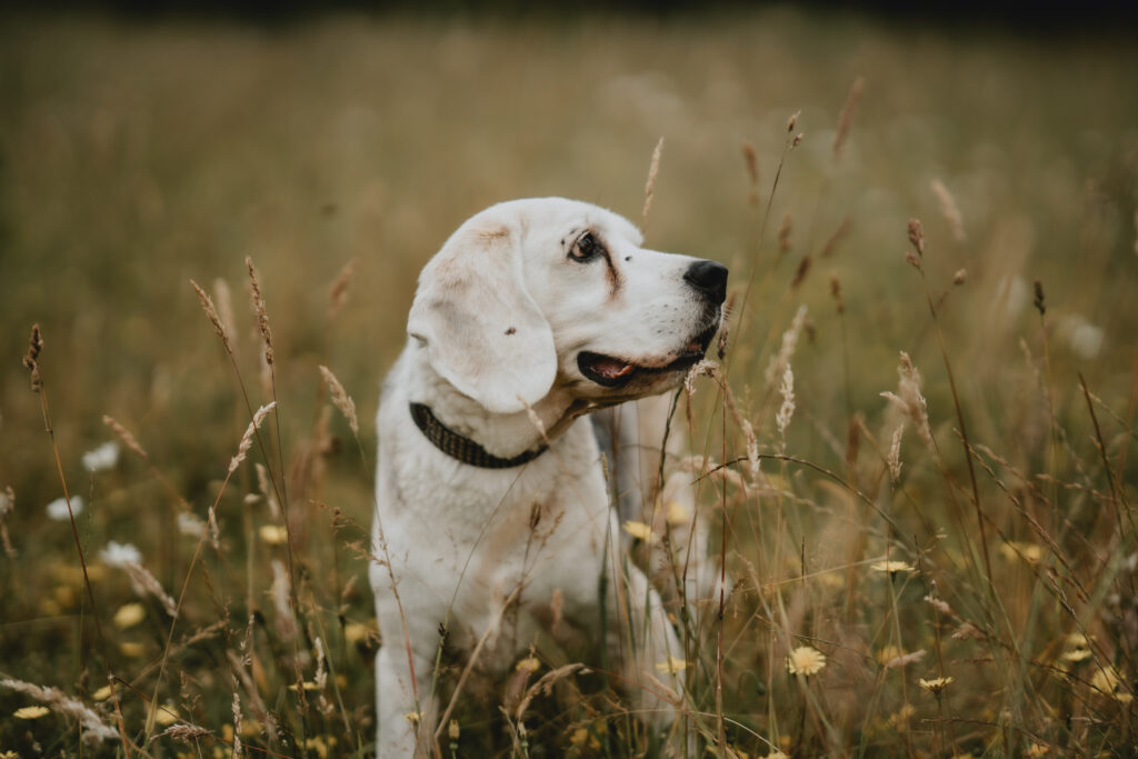 dog portrait