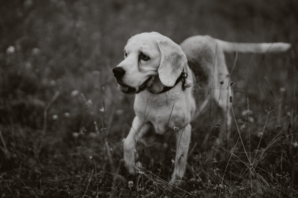 black and white portrait of dog