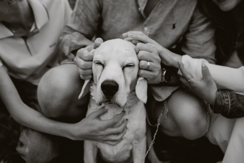 photo of happy dog