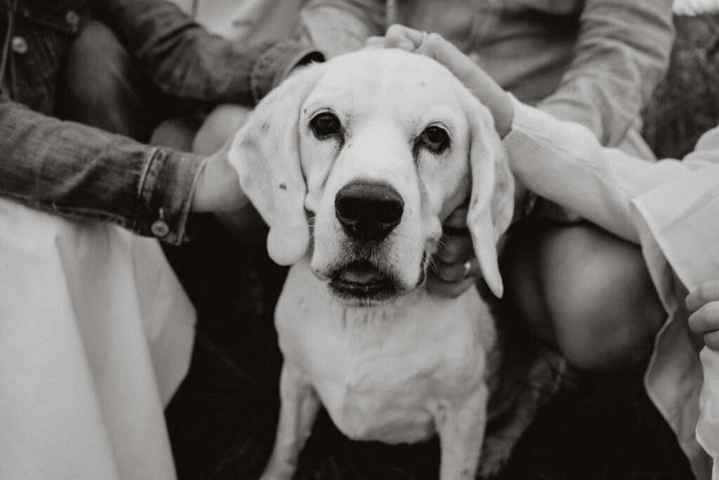 black and white photo of dog